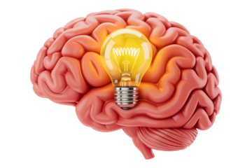 Human Brain with Illuminated Light Bulb in Creative Idea Concept with Warm Golden Lighting on Isolated White Background for Psychology and Innovation