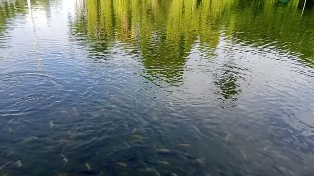 Fish in the pond being fed