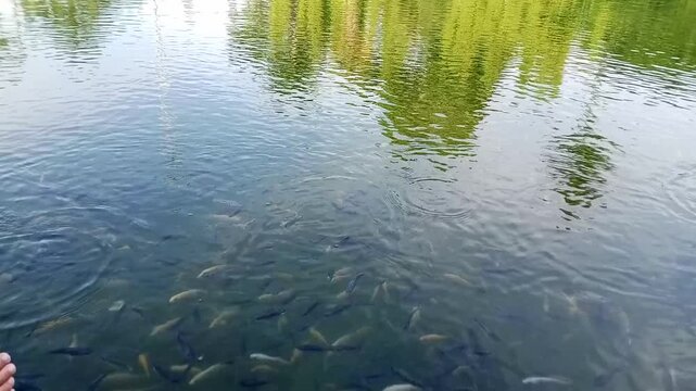 Fish in the pond being fed
