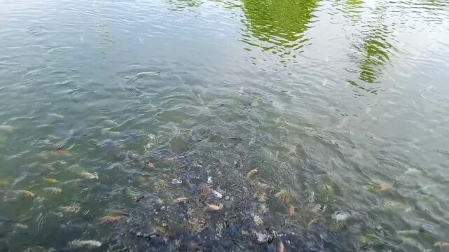 Fish in the pond being fed