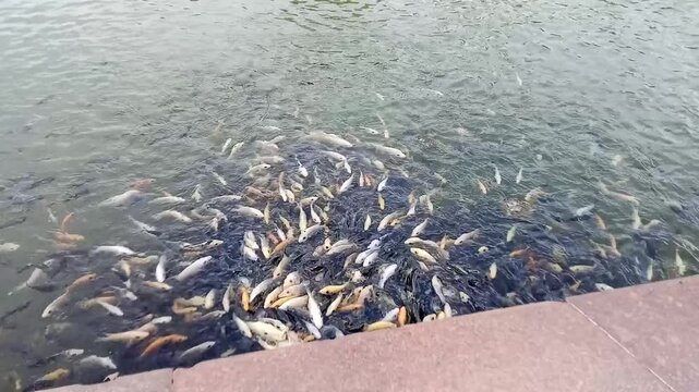 Fish in the pond being fed