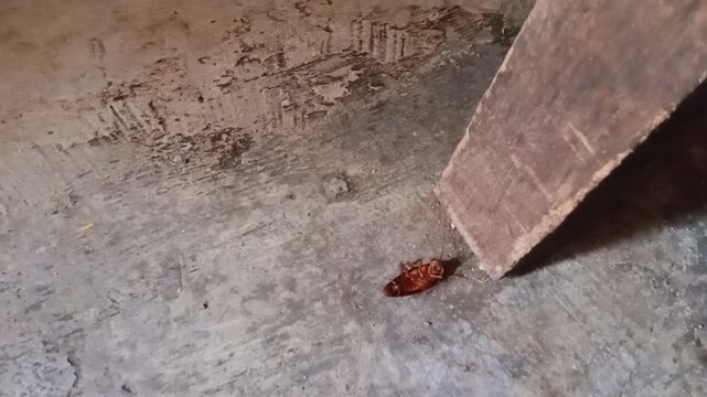 A cockroach lying down and relaxing