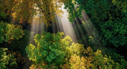 Aerial view captures brilliant sunbeams filtering through the dense canopy of an autumn woodland