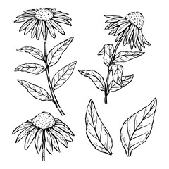 Hand-Drawn Collection of Chamomile Flowers for Herbal Tea