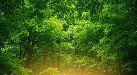 Obraz premium A lush green forest with vibrant green leaves and sunlight filtering through the canopy.