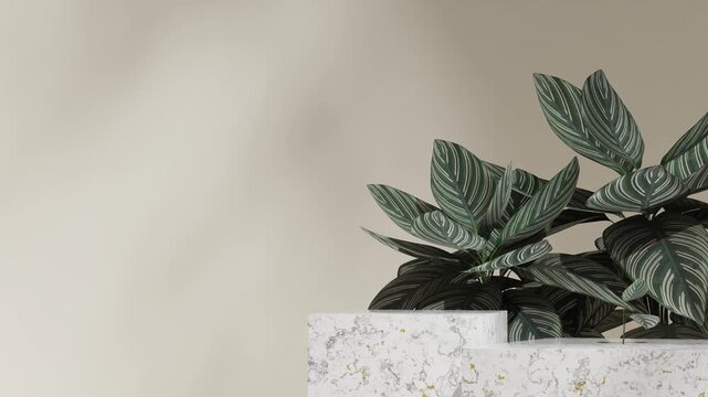 empty scene rectangle marble blocks podium of with seamless loop shadow animation green caladium house plant, rendering 3d footage