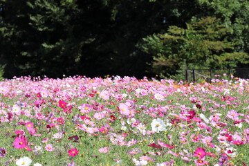 鮮やかなコスモス畑