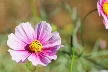 Fototapeta premium コスモス 日の丸