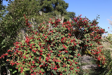 赤い実をつけるウメモドキ