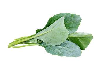 kale isolated on white. transparent png
