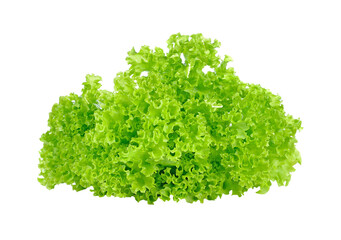 fresh green lettuce leaves transparent png