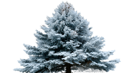 White fir Christmas tree with snow-dusted needles, delicate shimmer, and natural conical shape, perfect for modern winter holiday designs, isolated on white background 