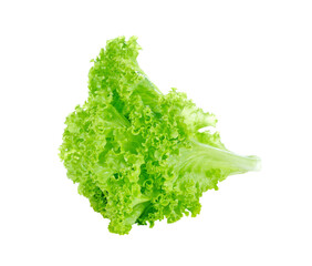 fresh green lettuce leaves transparent png
