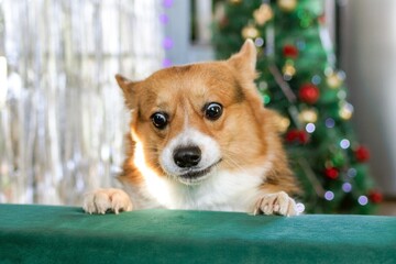 Festive Funny Corgi with Christmas Spirit. Heartwarming Holiday Portrait for Pet Lovers.