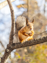 Squirrel sits on a branch in Autumn park