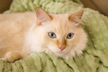 Flame Point Ragdoll Fluffy Cat Relaxing on Green Blanket. Cozy and Peaceful Moment for Pet Lovers.