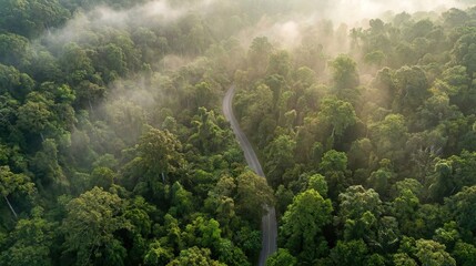lush green forest with a winding road cutting