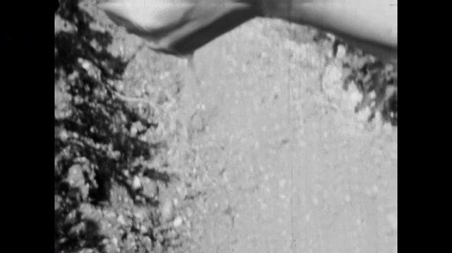 Funny man hands gathers grapes from vineyard ground, squeezing forcefully. Viticulture harvest in vineyard. Traditional winemaking. Winemaker hard work. Old film. Archival retro 1960s. Vintage archive