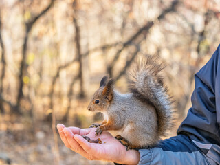 A squirrel in the spring or autumn eats nuts from a human hand. Eurasian red squirrel, Sciurus vulgaris