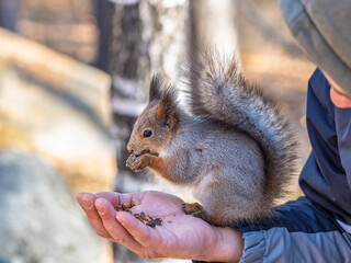 A squirrel in the spring or autumn eats nuts from a human hand. Eurasian red squirrel, Sciurus vulgaris
