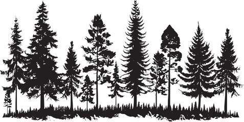 Fototapeta premium Pine trees silhouettes