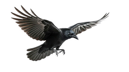 Fototapeta premium Raven in Flight on White Background