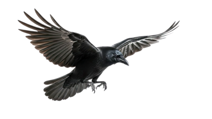 Raven in Flight on White Background