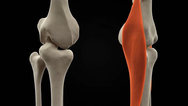 Anatomical animation of tibia and fibula bones with muscle detail and rotation