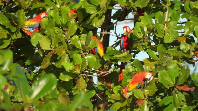 Colorful Ara parrot perched on a tree branch. A bright red parrot sits on a leafy branch, framed by green foliage, capturing a vivid moment of tropical wildlife in its natural environment, Costa rica