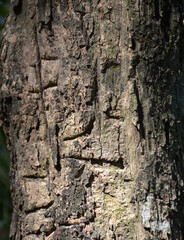 the texture of a tree bark.