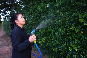 The woman in the black top is spraying water onto a dense green hedge with a hose and nozzle.
