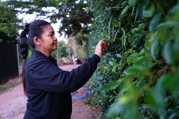 A woman is intently pruning a green hedge with hand shears, looking down at the foliage.