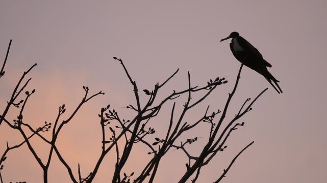 Silhouettes of Frigate bird perched on tree branches at sunset. Birds resting on bare tree branches against a warm sunset sky. Wildlife scene capturing tranquility, and the beauty of nature at dusk.