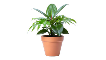 Fototapeta premium Potted Rubber Plant on White Background