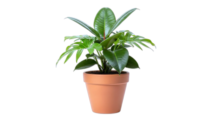 Potted Rubber Plant on White Background