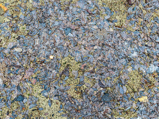 wet brown fallen leaves lie on the ground. foliage background of late autumn.