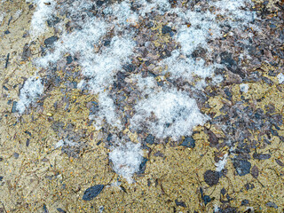 rotten fallen leaves on the ground covered by first snow. closeup top view.