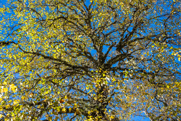 Birch tree in fall colors native to Scottish highland woodland forest canopy, National Nature Reserve, sunny blue sky day
