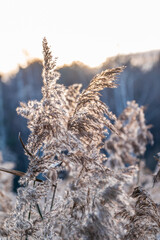 Yellow autumn fluffy feather grass with seeds on curved stems in light wind. Hello autumn concept. Natural background with copy space