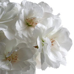  elegant collection of soft white flower petalsv on a white background