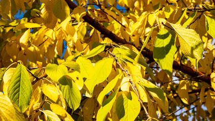 Bright yellow and green autumn leaves with black berries under clear blue sky