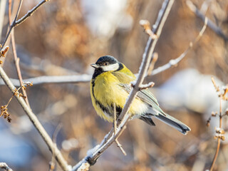 Cute bird Great tit, songbird sitting on the nice branch with beautiful autumn background