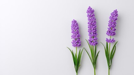Naklejka premium Beautiful lavender flowers arrangement showcasing vibrant purple blooms against a clean white background with elegant green leaves enhancing the visual appeal.