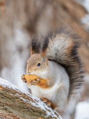 The squirrel with nut sits on tree in the winter or late autumn