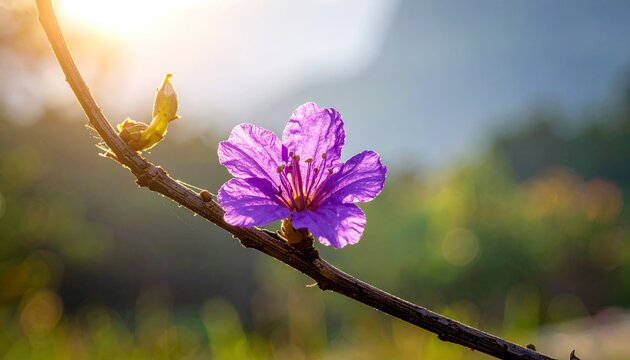 Close Up Of A Purple Wildflower Blooming On A Branch With Soft Morning Sunlight Shining Through The Background Trees - Powered by Adobe