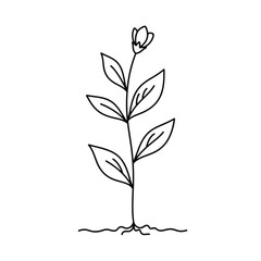 Fototapeta premium Simple Line Art Drawing of a Young Plant with Leaves and a Bud.