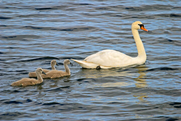 A mute swan (Cygnus olor) with small cygnets swimming in a lake, Ireland
