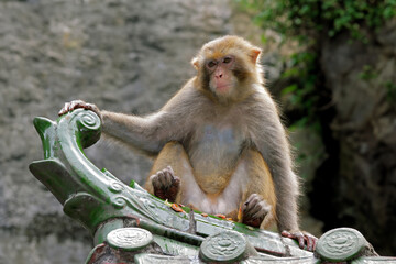 Rhesus macaque monkey (Macaca mulatta) sitting on a temple roof, southern China