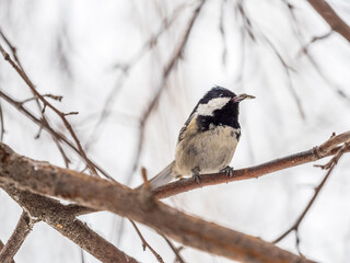 Beautiful bird Coal tit, lat. Periparus ater, sitting on a branch without leaves in the autumn or winter.