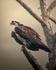 A perched osprey resting on a pine branch